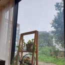 파이달램 이미지