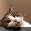 온유동물병원 이미지