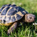 거북이네 이미지