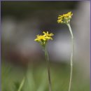 솜방망이 이미지