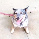 낼름 낼름 이미지