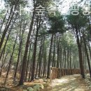 숲속캠핑장 이미지