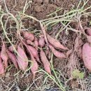 열매이야기 이미지