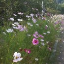 송악면 강당로 이미지