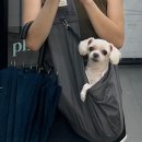 더 샵 동물메디컬센터 네이버블로그