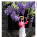위스테리아