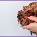 우리 카 서비스 이미지