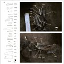 D00228 | 3만년 전 구석기 수렵 채집 그 생생함을 보여준 체코 석기 툴 세트