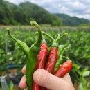 秀(수)포차 네이버블로그