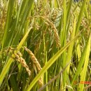 의령예술촌(야외) 이미지