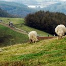 감나무목장 이미지