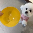 저단9 | 강아지신장화식 고민된다면? 애견유치원에서 직접 급여해본 도거박스 저단저지 솔직후기