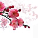 춤추는 신데렐라 이미지