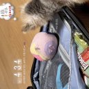 잘다녀오시개 이미지