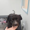 다솜애견미용실 이미지