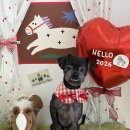 알로하펫 이미지