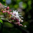 구름이 쉬는 나무 이미지