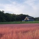 고창 청농원 핑크뮬리가든 핑크뮬리 전북 고창 가볼만한곳 이미지