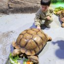 화랑유원지_원형공연장주변 | 동대구역 아이와 가볼만한곳, 대구 아쿠아리움 (입장료 할인 · 인어공주 쇼 · 체험후기)