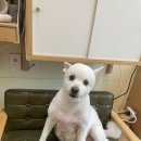 강아지는 미용빨 이미지