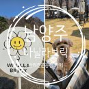 남양주 반려견 카페 운동장 바닐라브릭 내돈내산 후기 입장료 주차 운영시간
