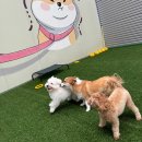 도기야드 | 대구북구애견호텔 강아지들의 천국, 도기야드 유치원과 호텔 후기