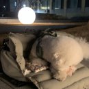 미미네강아지 이미지