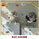 회원동153 | 상남동 애견카페 댕구르르 애견카페&amp;미용 가격 및 후기 추천 리뷰 주차 예약 알아봐요