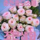 [춘천] 싱싱한 꽃다발 퇴계동꽃집 춘천꽃도소매 조은생화 투멘플라워