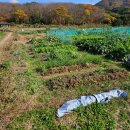 오가네슈퍼 이미지