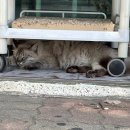 해인의 틈바구니