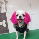 뿌리네 애견샵 이미지