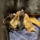 날데려가개 이미지