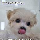 멍냥캉스 이미지