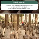접정 농장 | 슬라이스 표고버섯 선물셋트200g 선물용으로 좋아요