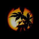 들꽃편지 이미지