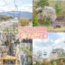 광장로4번길 | 경기도 벚꽃 명소 과천 서울대공원 벚꽃 동물원 리프트 패키지