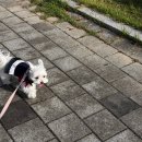 페리카나 | 미사역 맛집 치킨은 역시 페리카나 윙봉반반후기