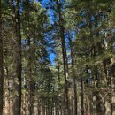 모자이크 어거스트 이미지