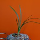 피기피기 이미지