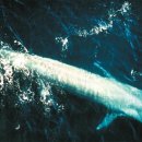 고래반점 이미지