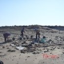 제주 토끼섬 문주란자생지 이미지