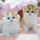 울산고양이분양 모나미네코 울산본점 | ✨울산에서 건강한 반려묘를 만나다: 꼼꼼한 케어가 빛나는 곳✨