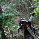 금강송 생태경영림 이미지