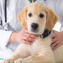 신공항동물병원 이미지