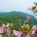 5월 8일 일요당일 - 블랙야크 100대 명산 소백산 비로봉 + 국망봉 산행 안내 - 신청하기 이미지