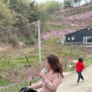 세븐일레븐 구미지산대로점 | 블태기가온 4월초,, 비와도 감기걸려도 꽃구경 멈출수 없어 행복은 자연에 있긔