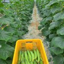 김선영농장 이미지