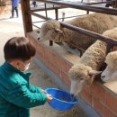 양평양떼목장 이미지