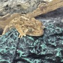 살랑더테일 | 납테일게코 도마뱀 분양 전 꼭 알아야 할 것